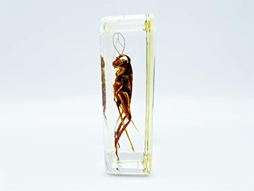 Image of Assorted Styles of Beetle and Insect Specimens, Clear Amber Resin Material Ideal for Kids' Science Education, Collecting, and Home Decoration 2.4″*1.4″*0.7″ (No.45)