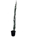 Planta natural. Ciprés Natural Arbusto para Jardines o Terrazas