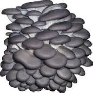 Grey Dove Oyster Mycelium Plug Spawn - 100 Count - Cold Weather Fruiter