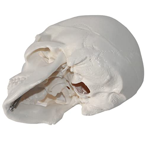 Modèle de mini crâne pour éducation anatomique sur bureau - 6