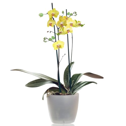 Sendabunch Fresh Phalaenopsis Twin Spiked Yellow Live Moth Orchid - Expertly chosen by Skilled Florists in Guernsey - Includes Free Box of Belgian Chocolates