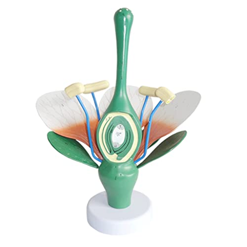 Removerable Teaching Model Anatomical Model of Dicotyledonous Flower Cross-Section Flower Model Biology Teaching Models Science Study Aid Anatomy