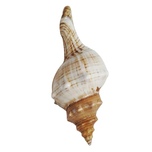 TOYANDONA Caracola Decorativa Natural para Acuario y Manualidades, Caracola Delicada 9-12 Cm, Concha Marina para Decoración de Hogar, Artesanía Creativa y Paisajismo Marino