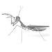fascinations Metal Earth Praying Mantis 3D Metal Model Kit