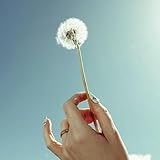 Photo Gallery blowing dandelion seed