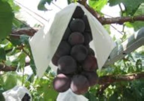 31eZCpUfPyL._AC_UY350_.jpg