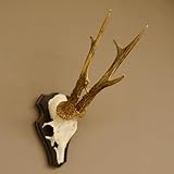 rehbock geweih schieben GTK Geweihe & Trophäen Krumholz ist seit über 30 Jahren Ihr Ansprechpartner für Jagdtrophäen, Zubehör und jagdliche Accessoires