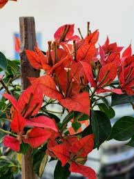 Image of Rare Bougainvillea Live Flower Plant || Healthy Live Plant with Grow Bag & Secure Packing || Beautiful Flower Garden Decoration (red) pack of 1