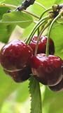 Nome scientifico : prunus avium l