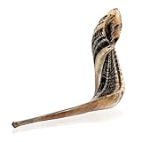 Holy Voice Kosher Ram Shofar Horn from Israel 12