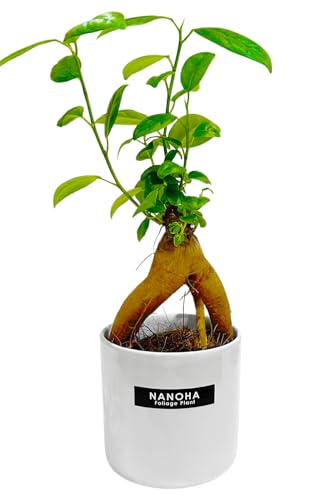 ガジュマル ポンッと入れるだけのお洒落な陶器鉢 観葉植物 ミニ 清潔感 おしゃれ 本物 インテリア がじゅまる