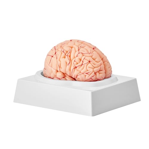 VEVOR Modelo de Cerebro Humano en 9 PCS Desmontables Modelo Anatómico de Cerebro de Tamaño Natural de PVC con Base de Exhibición para Enseñanza Formación Presentación Neurociencia Escuelas Hospitales