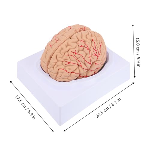 Structure cérébrale éducative et détachable pour les examens d'anatomie