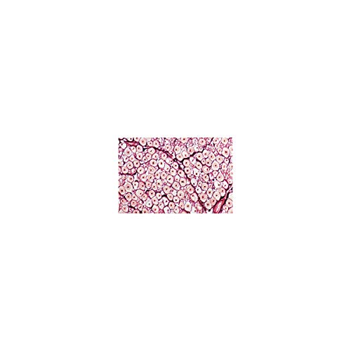 Image of 3B Scientific GmbH W13319 Nervous System-German