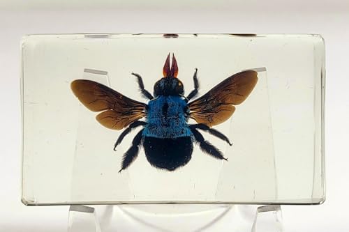 Image of 2.9 inch Real Blue Carpenter Bee Xylocopa Caerulea in Crystal Clear Lucite Resin Specimen Preserved Insect Taxidermy Collection for Biology Science Education & Desk Ornament Display Supplies Paperweight