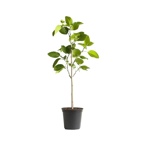Myoshome - Limonero Eureka 4 Estaciones, verde intenso y 120-130 cm - Cultiva frescura en tu hogar con plantas naturales, plantas naturales exterior. Limonero Eureka.