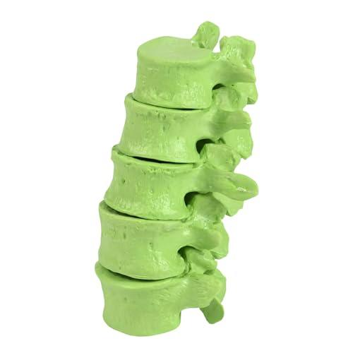 Modelo de anatomía lumbar extraíble que optimiza las clases y el entrenamiento