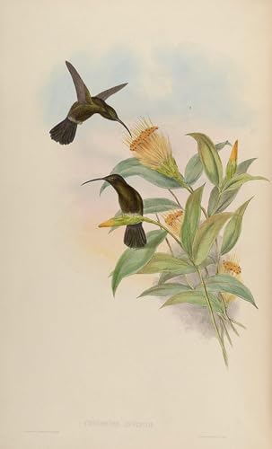 Lienzo de Threnetes Niger de John Gould póster animal de 60x90cm