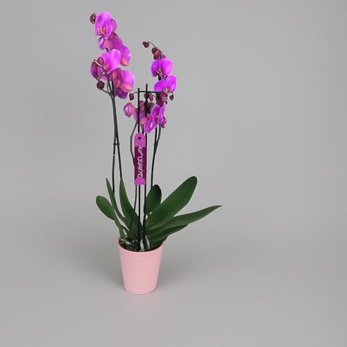 Garden Center Shop | Orquídea Phalaenopsis natural fucsia 75 cm | 2‑3 tallos floridos | Floración duradera y fácil cuidado