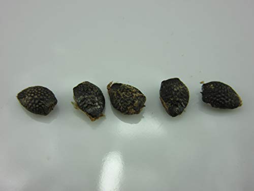 1123A-Giant Passion Fruit, Granadilla (Passiflora quadrangularis) Seeds by Robsrareandgiantseeds UPC0764425787266 Non-GMO,Organic,Historic Plants,1123-A Package of 5 Seeds