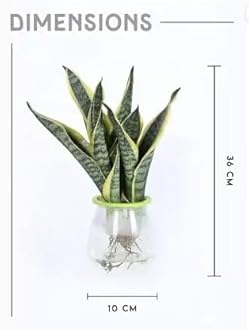 Garden Art Live Sansevieria Hydroponic 3 in 1, Snake Plant Indoor House Plant