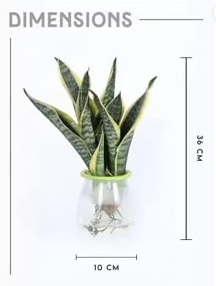 Garden Art Live Sansevieria Hydroponic 3 in 1, Snake Plant Indoor House Plant