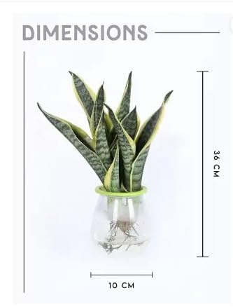 Garden Art Live Sansevieria Hydroponic 3 in 1, Snake Plant Indoor House Plant