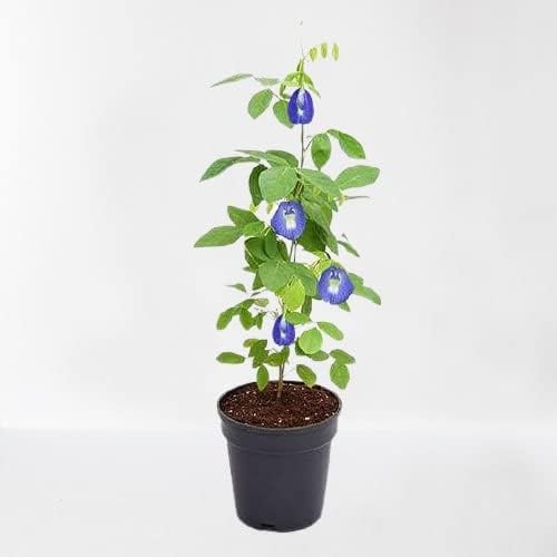 Image of LIVE PLANT (SMALL, BLUE APRAJITA)