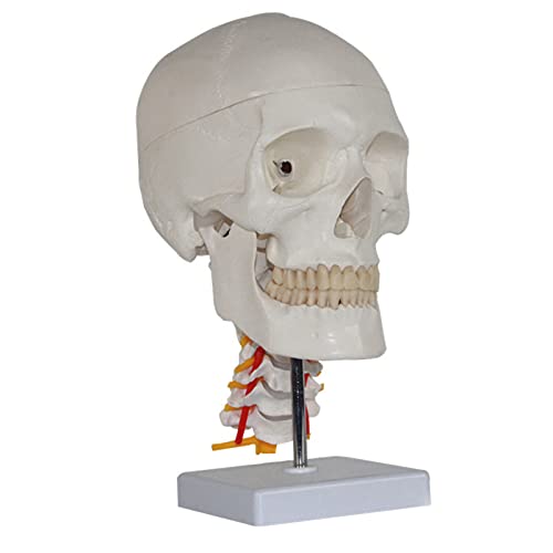 Modelo anatómico de cráneo Humano, Modelo anatómico Humano de cráneo con Modelo de Columna Cervical, réplica de tamaño