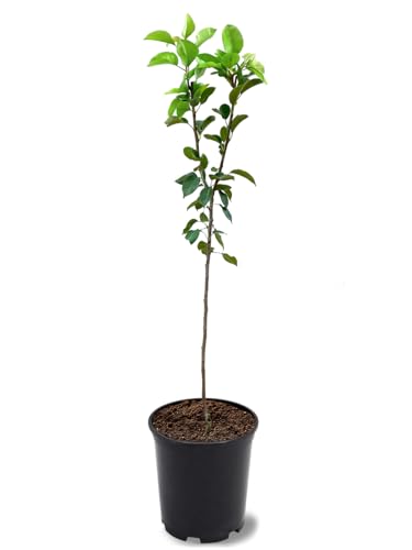 Kieffer Pear Tree, Large Golden-Yellow Fruit, Self-Pollinator, 1-2 ft Tree Height, 1 gal Nursery Pot (Due to Agricultural Laws, we Cannot Ship to CA, AZ, AK, or HI)
