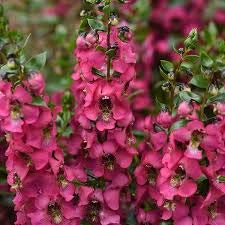 200 Semi di Fragola Rosso