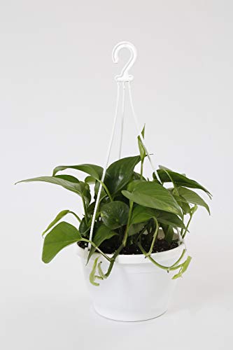 Image of CAPPL 8 Inch Hanging Pot, 6 Pcs, White Colour