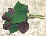 perilla frutescens crispa purpurea Item Condition New 50 semi Vietnamita Perilla (Perilla frutescens) stagione calda annua, un\'erba asiatica:Seeds