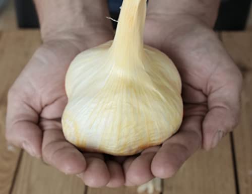 Gousses D'Ail Géantes Allemandes Uk Hardy Fresh Pour La Nouvelle Saison Commencez Maintenant