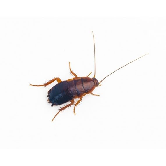 ANTHOUSE.ES - Cucaracha Red Runner Sherfordella Lateralis - Alimento Vivo Nutritivo y Resistente - Bajo en Grasa, Rico en Proteína - Talla L (50 uds)