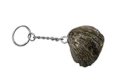 versteinerte muschel ostsee Schlüsselring: Ø 20 mm Hauptfundorte/Fundort: Madagaskar