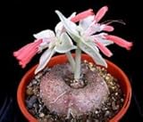 Seeds is the set Sinningia Leucotricha @ Rare Caudex - 10 Seeds : Seeds Only