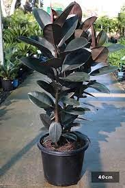 Rubber tree live plant (Pack of 2) (B0CNW7Q2K6) Amazon Price History, Amazon Price Tracker