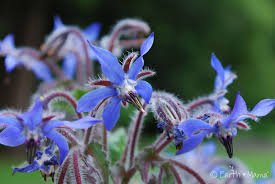Borage Seeds - 2000 Seeds 30g- HERB - Butterfly BEE