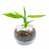 [ miipas ] ドラセナ 観葉植物 本物 ミニ ハイドロカルチャー サンデリアーナ 幸福の木 ハイドロ 水耕栽培 室内 簡単 玄関