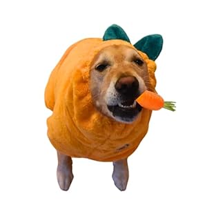 DERPYCHAPPY Premium Dog Bathrobe Towel – Super Absorbent Microfiber Robe for Small Medium Large Dogs and Cats – Stylish Cozy Quick Pet Drying Towels After Bath, Pool, Beach or Grooming (Mango, S)