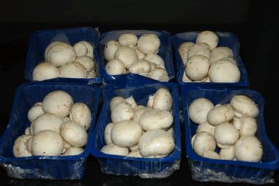 Button mushroom spawn (B0CZPKPLFV) Amazon Price History, Amazon Price Tracker