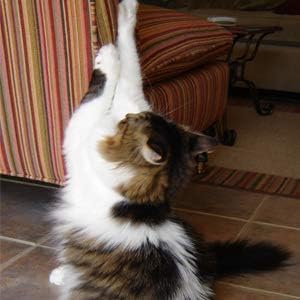 stop cat scratching wallpaper