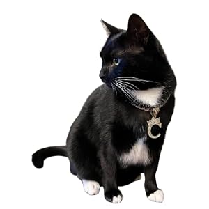 Initial Letter Cuban Chain Dog Chain Pet Collar Chain Pet, Cat, Puppy Necklace (K, 10") Initial Letter Cuban Chain Dog Chain Pet Collar Chain Pet, Cat, Puppy Necklace (K, 10″)