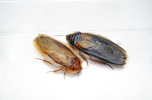 【りとるでーもん】デュビア 成虫 オス 300匹 【各匹数選べます♪】活餌