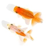 (国産金魚)協会系らんちゅう 4~7cm(5匹)