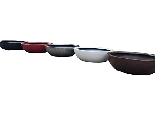 Consejos y comparativas para Comprar Pata de elefante planta para comprar hoy. 5 Consejos y comparativas para Comprar Pata de elefante planta para comprar hoy. 5