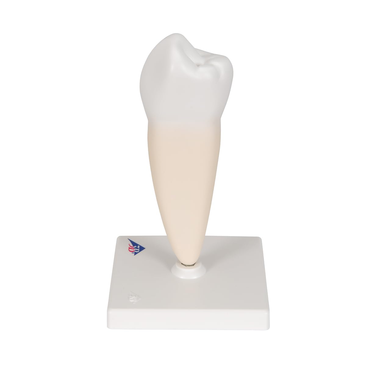 3B Scientific D10/3 Prémolaire Inférieure à une Racine + Application anatomie gratuite - 3B Smart Anatomy