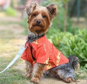 Mutt of Course Pupperoni 100% Cotton Shirt for Dogs | Summer Clothes for Dogs | (Size in Inches Neck - 12" | Chest - 23" | Length - 13") (L) (B09JM1HHNB) Amazon Price History, Amazon Price Tracker