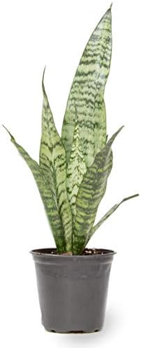 Live Snake Plant, Sansevieria Zeylanica, Indoor House Plant in Pot, Mother in Law Tongue Sansevieria Plant Live, Potted Succulent Plant, Fully Rooted Houseplant in Potting Soil by Plants for Pets